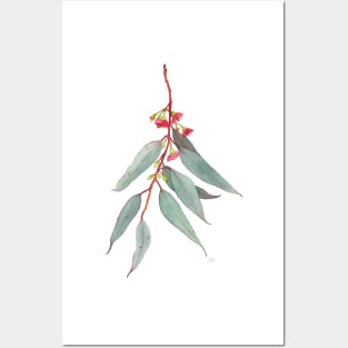 Red Flowering Gum Blossom Posters and Art